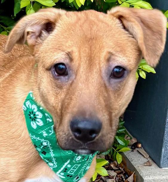 Enlarge GABE - SWEET LITTLE FELLOW!, a Adoptable mixed breed in Boston, MA image 5/6
