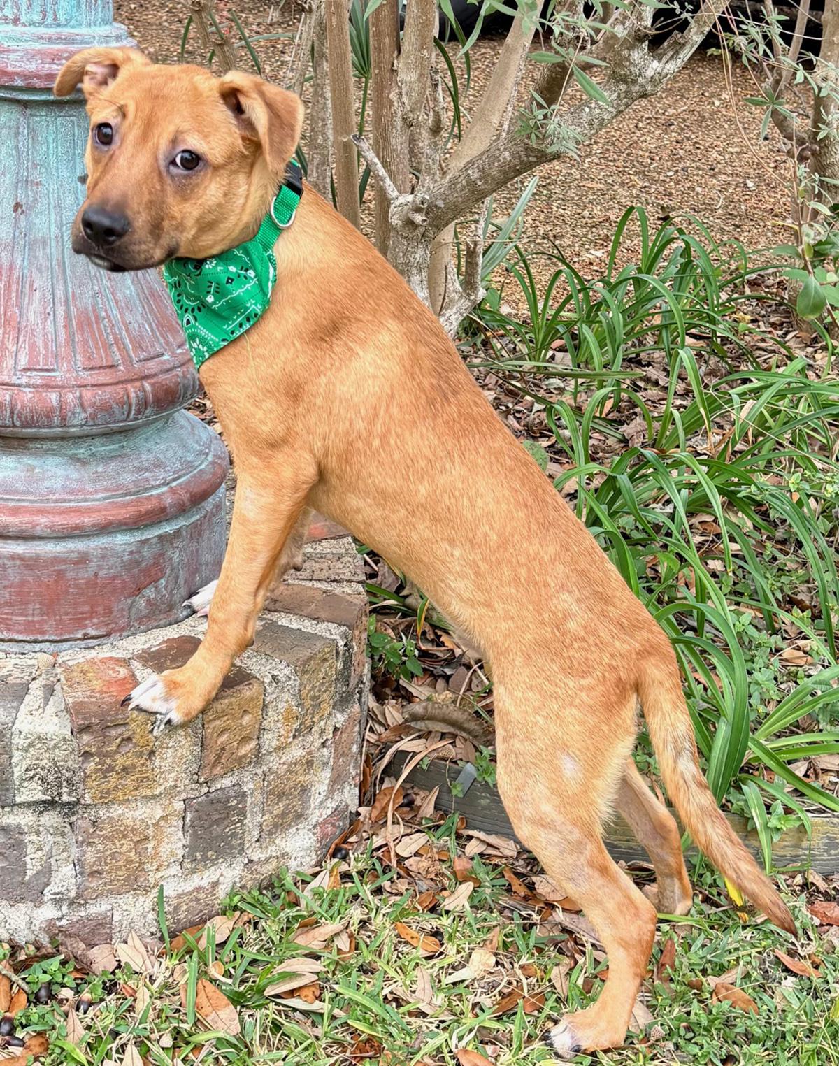 Enlarge GABE - SWEET LITTLE FELLOW!, a Adoptable mixed breed in Boston, MA image 3/6