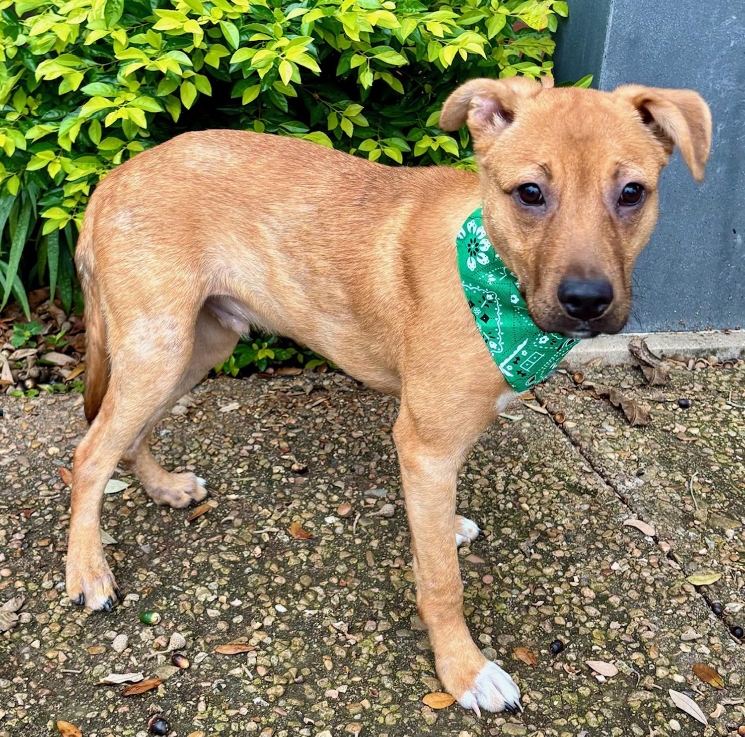 Enlarge GABE - SWEET LITTLE FELLOW!, a Adoptable mixed breed in Boston, MA image 4/6