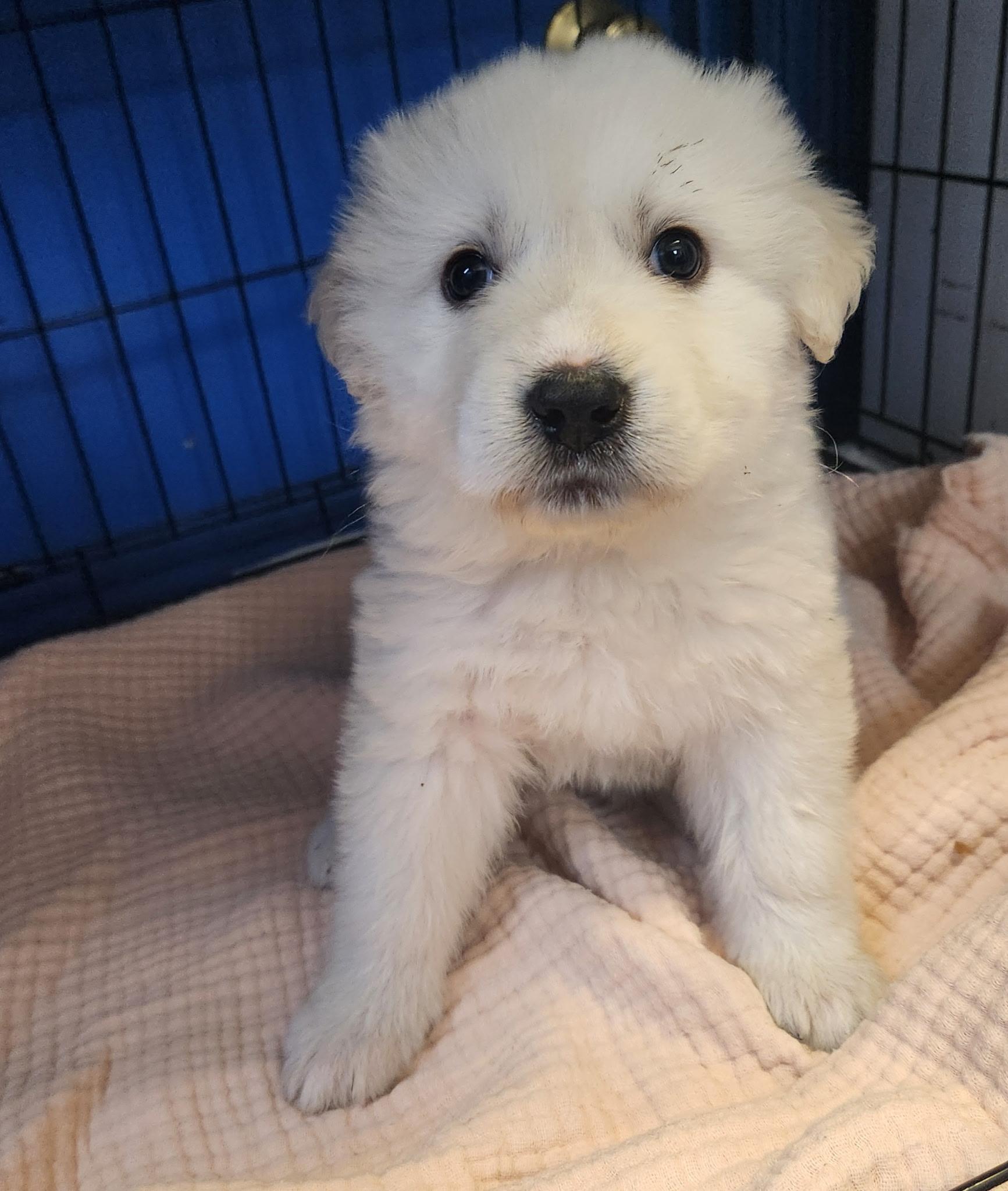 Marshmallow , an adopted mixed breed in Los Angeles, CA image 2/2