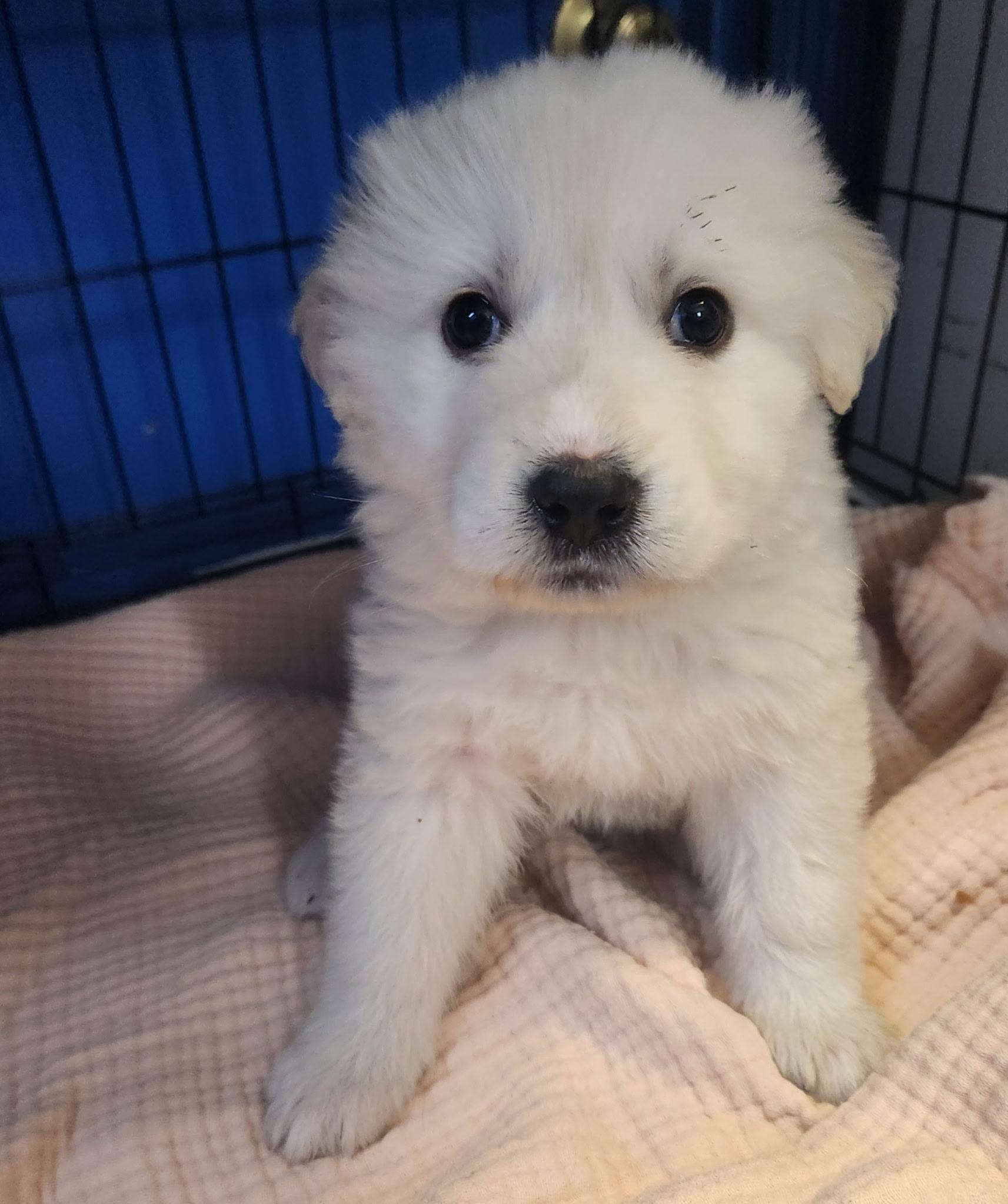 Marshmallow , adopted, Puppy Female Maltipoo.