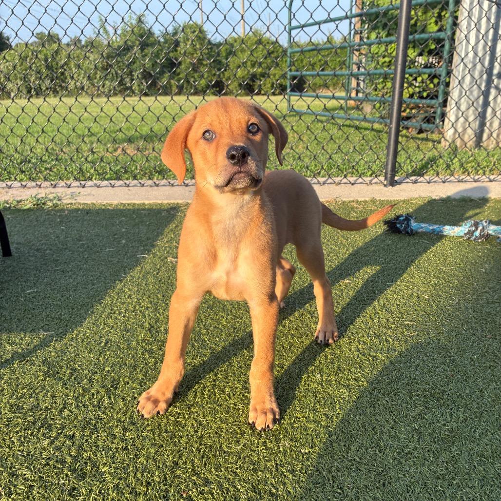 Ninja Turtle, a Adoptable mixed breed in Bryan, TX image 1/6