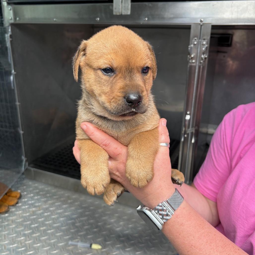 Ninja Turtle, Adoptable, Puppy Male Mixed Breed & Mixed Breed.