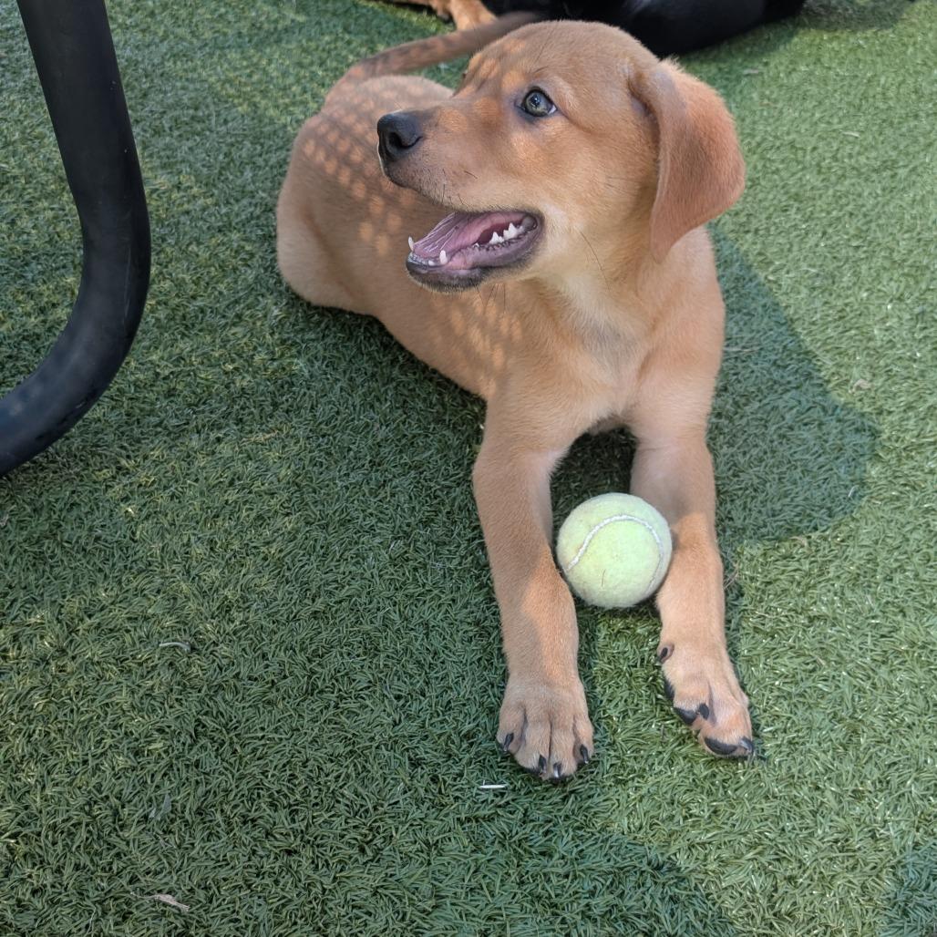 Ninja Turtle, a Adoptable mixed breed in Bryan, TX image 2/6