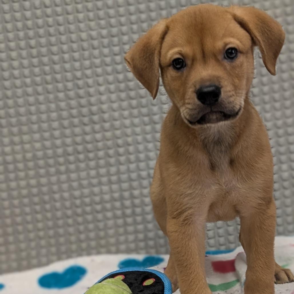 Ninja Turtle, a Adoptable mixed breed in Bryan, TX image 3/6