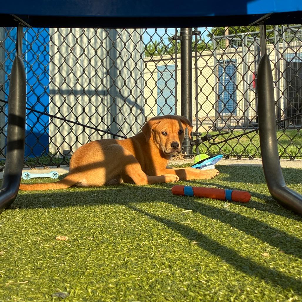 Ninja Turtle, a Adoptable mixed breed in Bryan, TX image 4/6