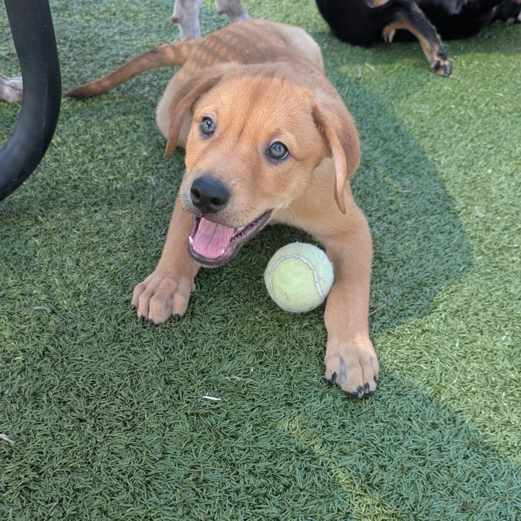 Ninja Turtle, a Adoptable mixed breed in Bryan, TX image 5/6