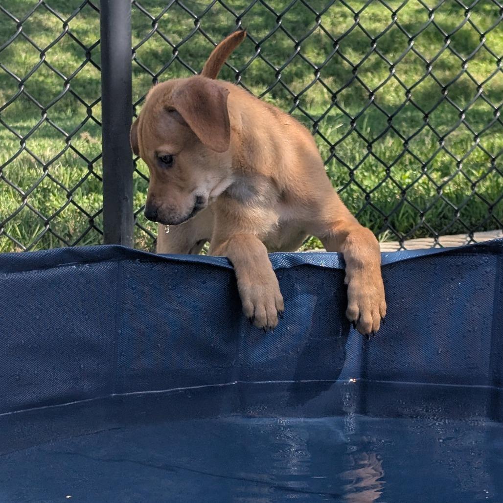 Ninja Turtle, a Adoptable mixed breed in Bryan, TX image 6/6