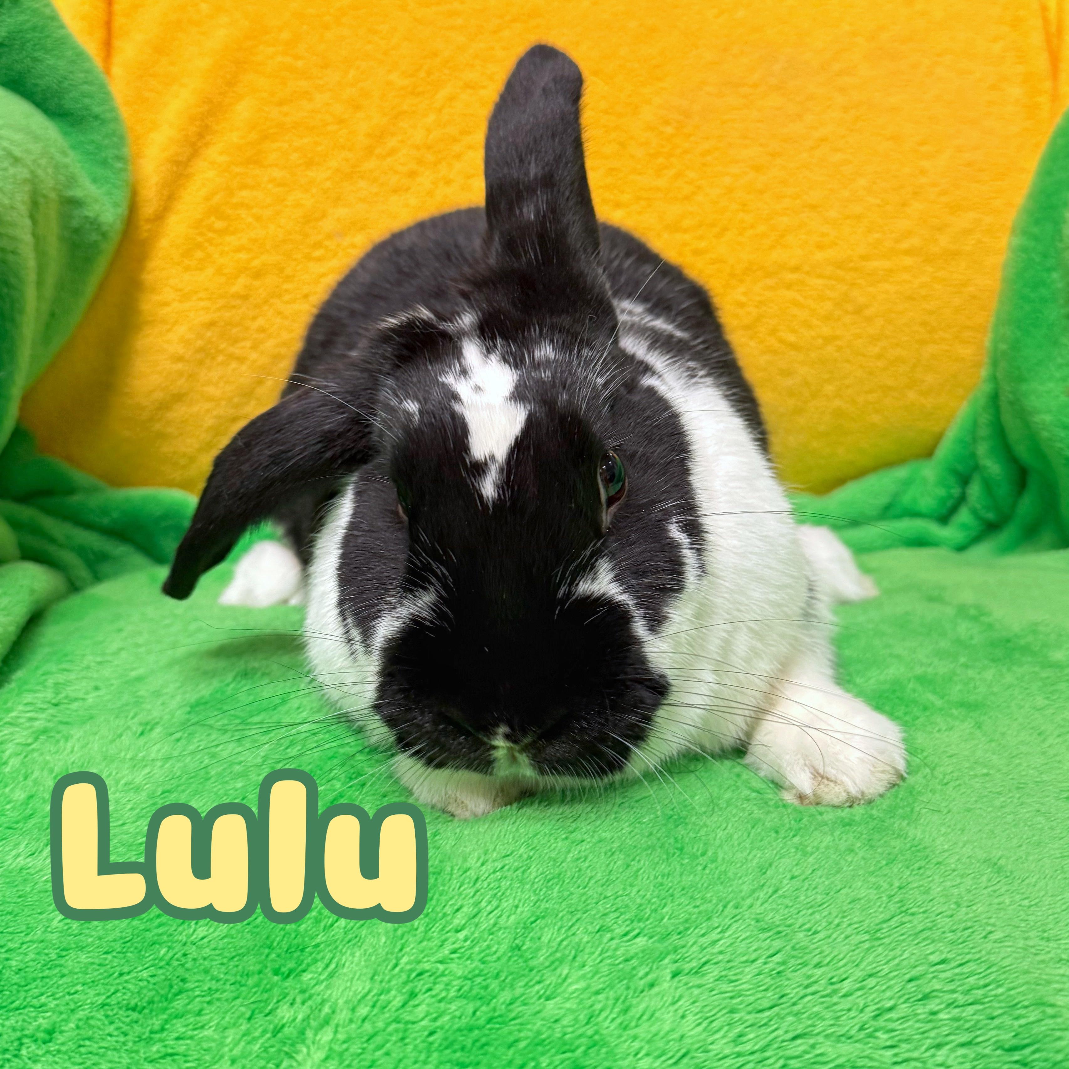 LuLu, ADOPTABLE, Adult Female Bunny Rabbit.