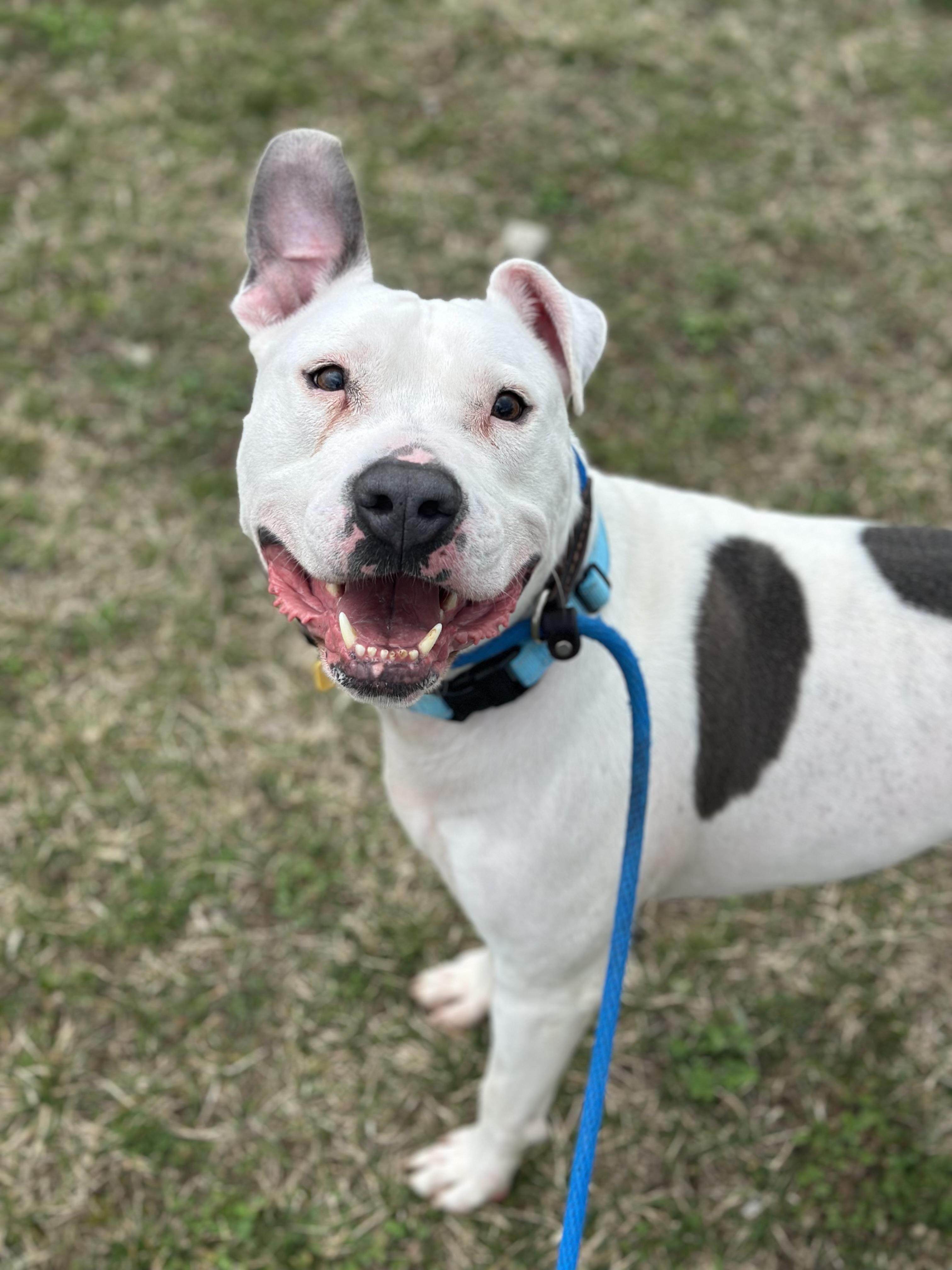 Enlarge Laszlo, a ADOPTABLE mixed breed in Cleveland, OH image 3/6