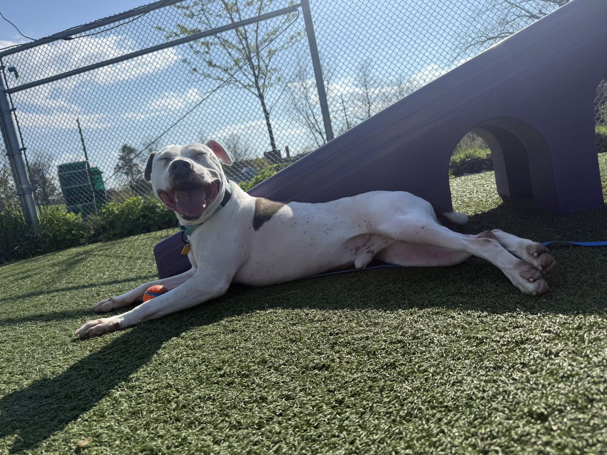 Enlarge Laszlo, a ADOPTABLE mixed breed in Cleveland, OH image 5/6