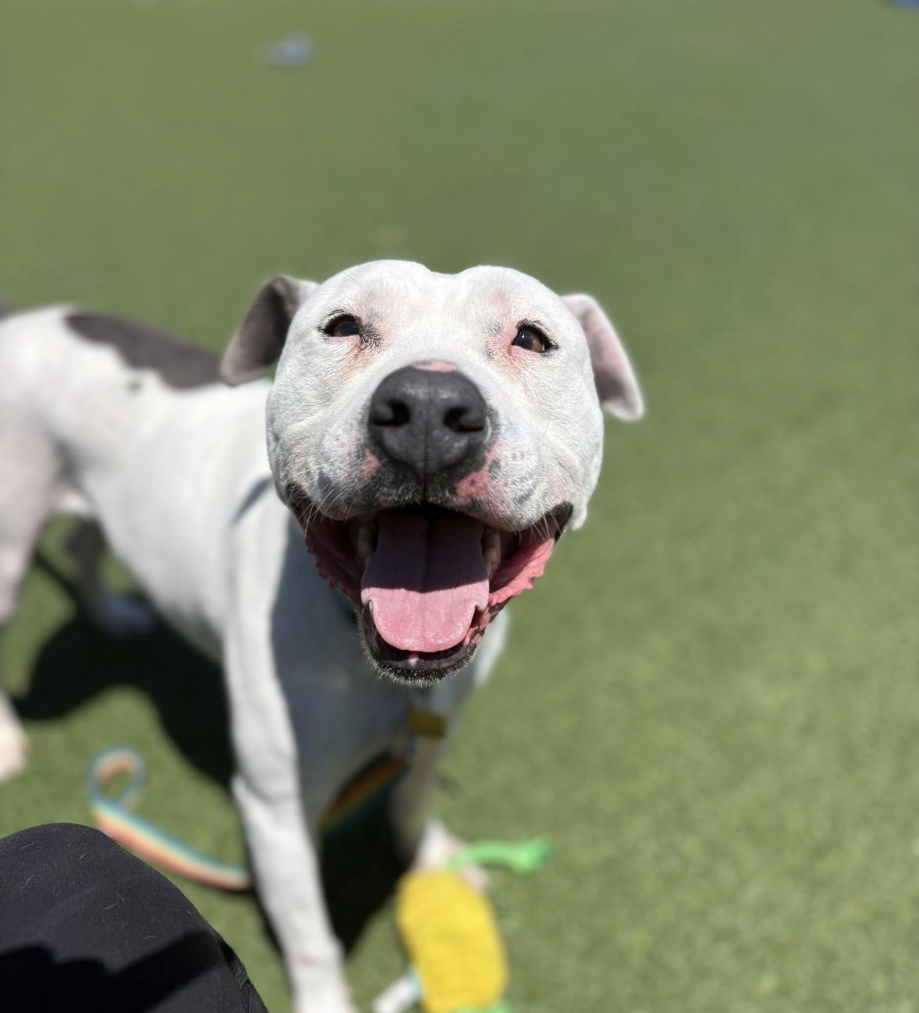 Enlarge Laszlo, a ADOPTABLE mixed breed in Cleveland, OH image 1/6