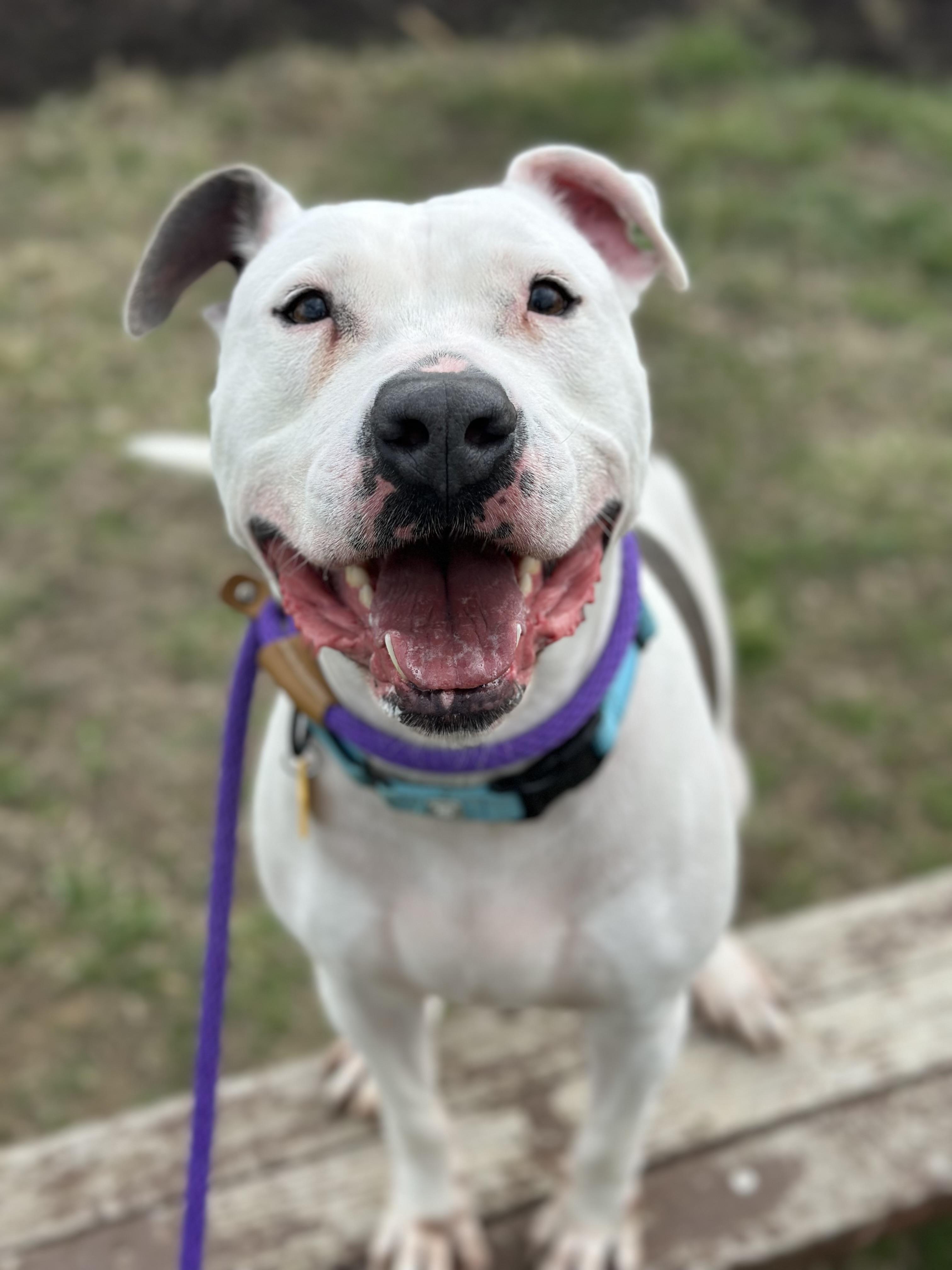 Enlarge Laszlo, a ADOPTABLE mixed breed in Cleveland, OH image 2/6