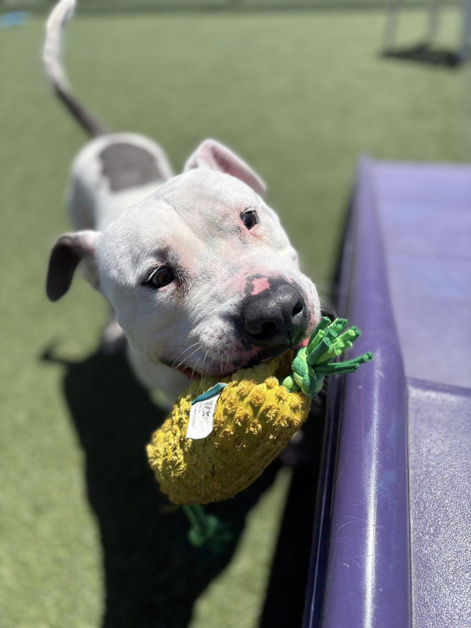 Enlarge Laszlo, a ADOPTABLE mixed breed in Cleveland, OH image 6/6