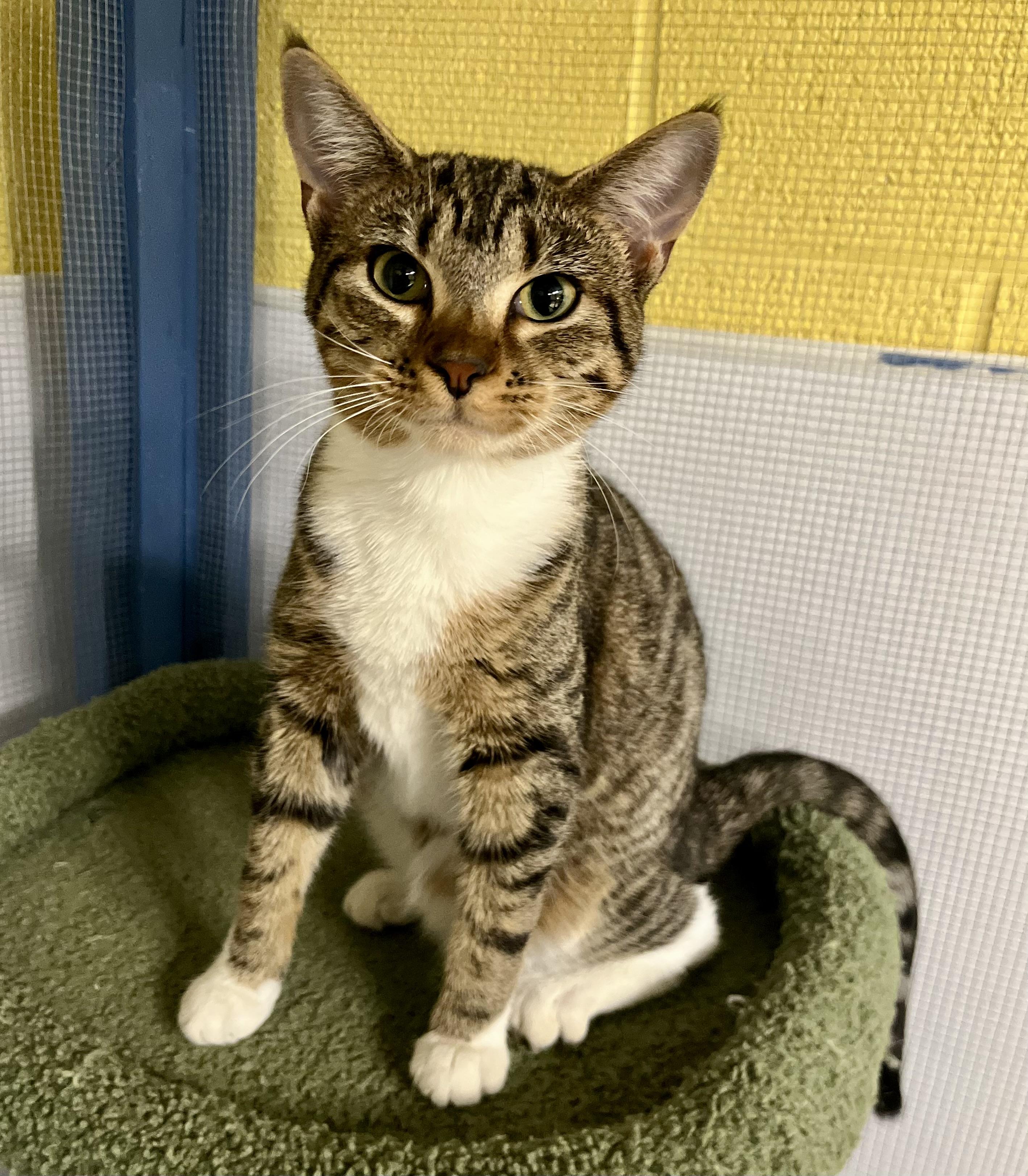 Enlarge Acadia, a Adoptable Domestic Short Hair in Seville, OH image 1/1