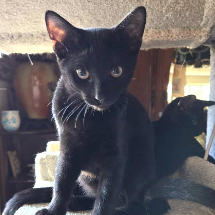 Enlarge Rex, a Adoptable Domestic Short Hair in San Pedro, CA image 1/4