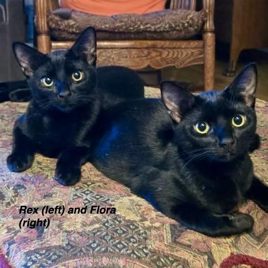 Enlarge Rex, a Adoptable Domestic Short Hair in San Pedro, CA image 2/4