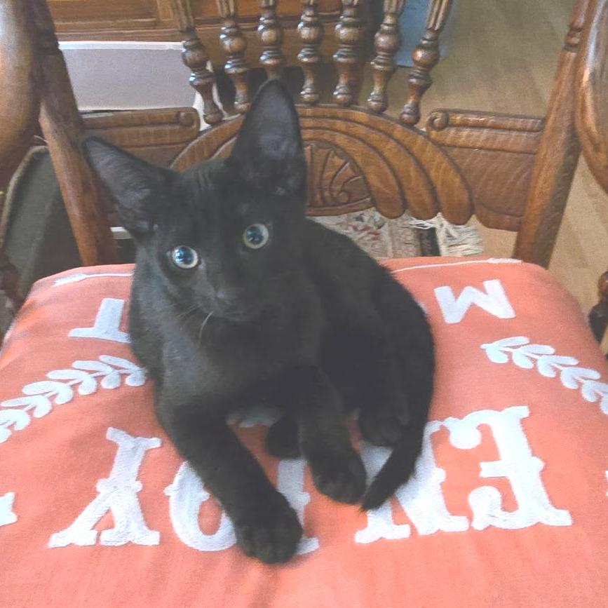 Enlarge Rex, a Adoptable Domestic Short Hair in San Pedro, CA image 3/4