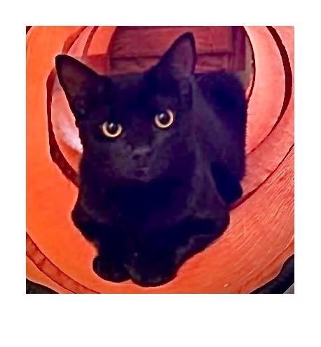 Enlarge Rex, a Adoptable Domestic Short Hair in San Pedro, CA image 4/4