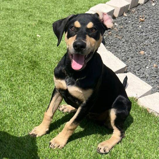 Titan, a Adopted mixed breed in Henrietta, NY image 1/6