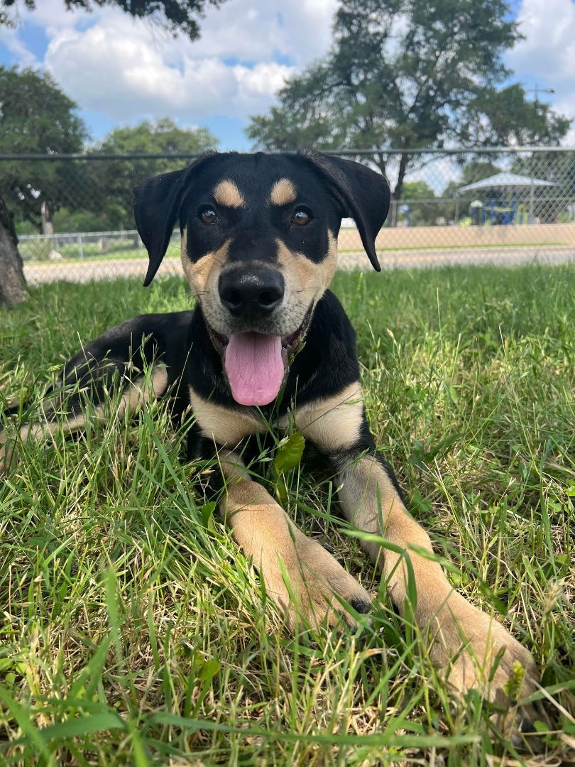 Titan, a Adopted mixed breed in Henrietta, NY image 2/6