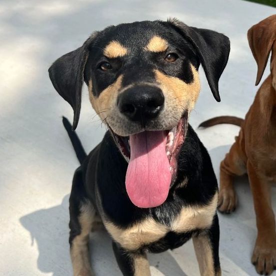 Titan, a Adopted mixed breed in Henrietta, NY image 3/6