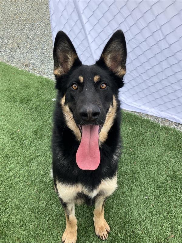 Benny, a ADOPTABLE German Shepherd Dog in Hollister, CA image 1/4