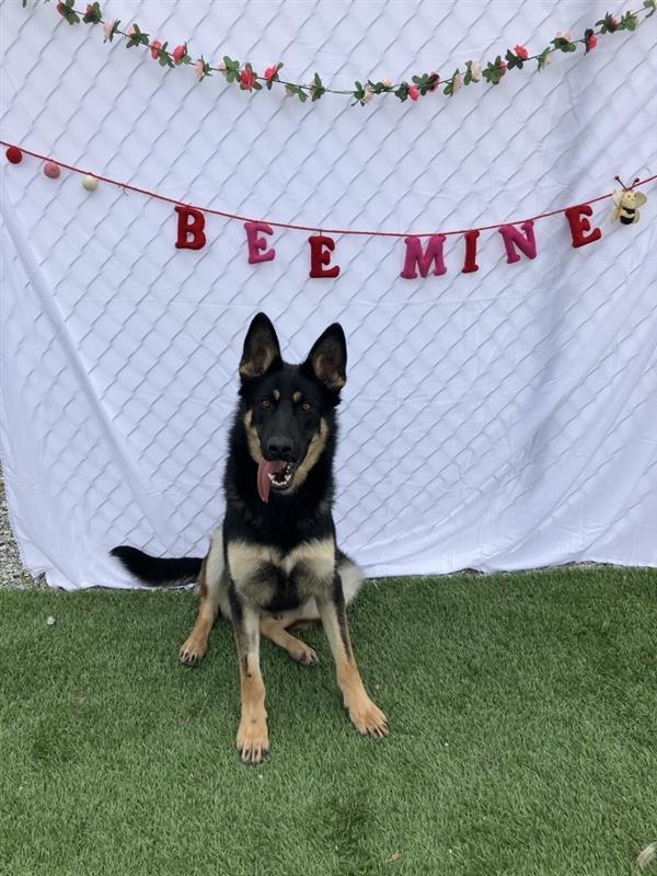 Benny, a ADOPTABLE German Shepherd Dog in Hollister, CA image 2/4