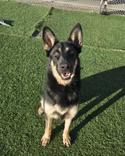 Benny, a ADOPTABLE German Shepherd Dog in Hollister, CA image 3/4