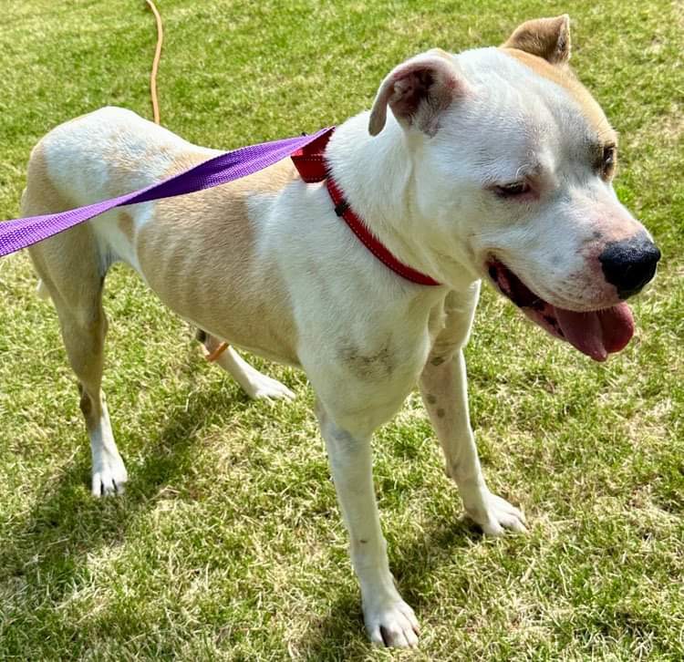 Enlarge Kota, a Adoptable mixed breed in Fredericton , NB image 3/6