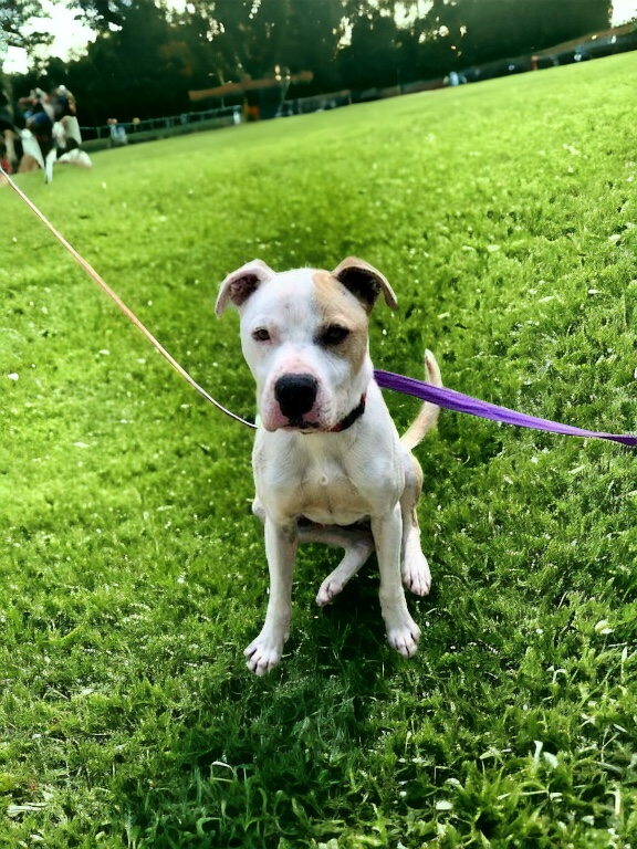 Enlarge Kota, a Adoptable mixed breed in Fredericton , NB image 1/6