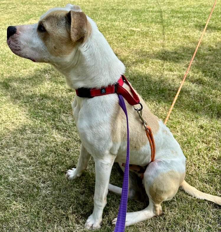 Enlarge Kota, a Adoptable mixed breed in Fredericton , NB image 6/6