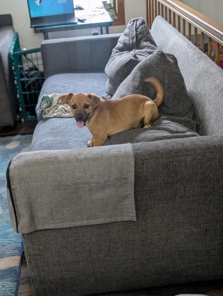 Elrond, a Adoptable mixed breed in Waunakee, WI image 1/5