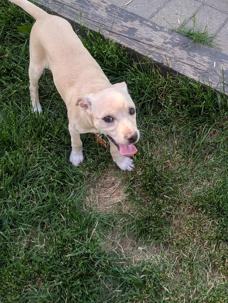 Elrond, Adoptable, Puppy Male Mixed Breed.