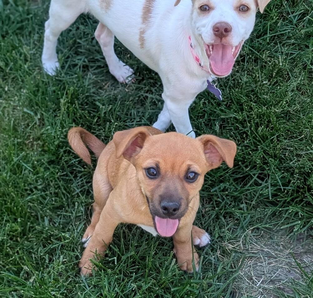 Elrond, a Adoptable mixed breed in Waunakee, WI image 3/5
