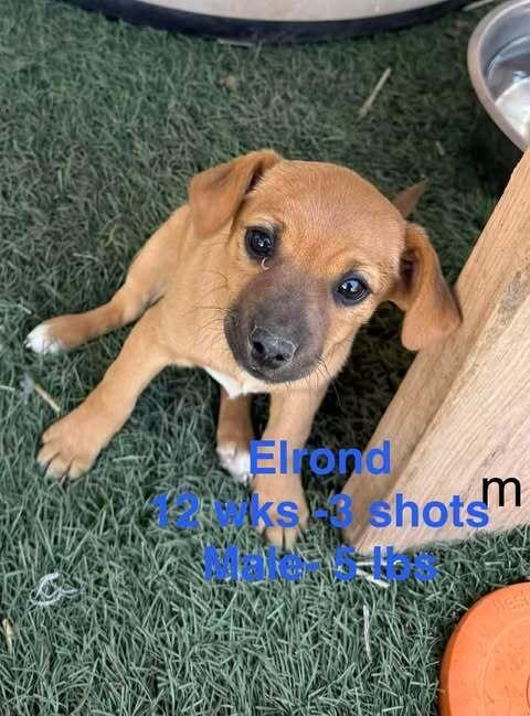 Elrond, a Adoptable mixed breed in Waunakee, WI image 4/5