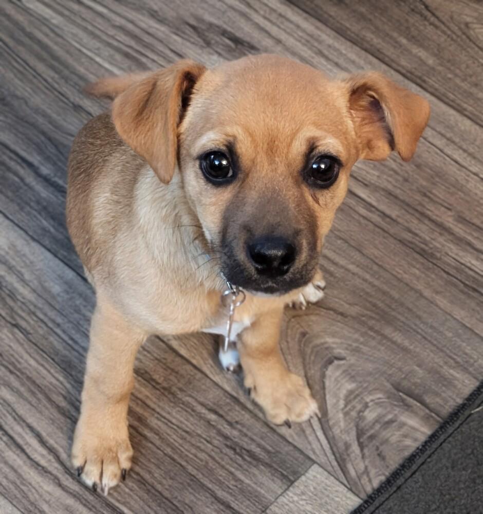 Elrond, a Adoptable mixed breed in Waunakee, WI image 5/5