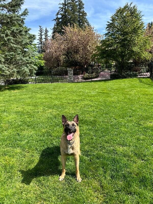 Kylo, Adoptable, Adult Male German Shepherd Dog & German Shepherd Dog.