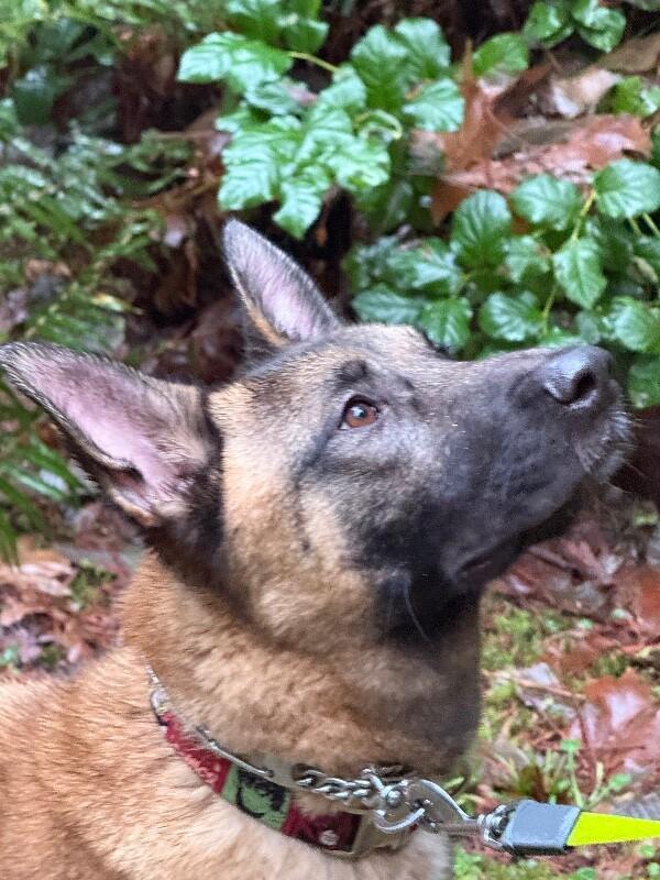 Kilo, Adoptable, Adult Male German Shepherd Dog & German Shepherd Dog.