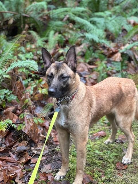 Enlarge Kylo, a Adoptable mixed breed in Seattle, WA image 2/6