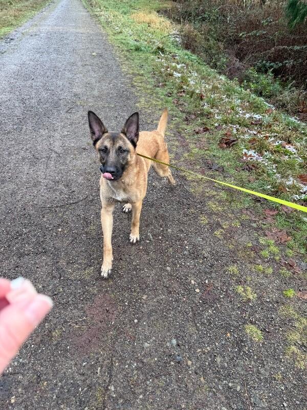 Enlarge Kylo, a Adoptable mixed breed in Seattle, WA image 3/6