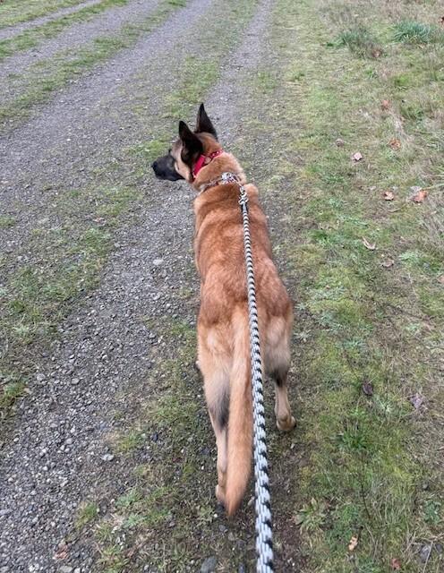 Enlarge Kylo, a Adoptable mixed breed in Seattle, WA image 4/6