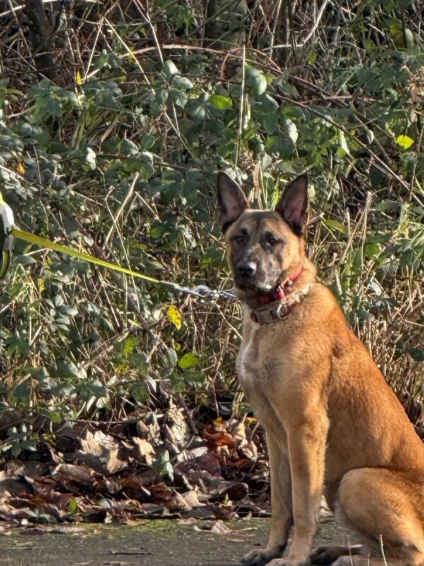 Enlarge Kylo, a Adoptable mixed breed in Seattle, WA image 5/6