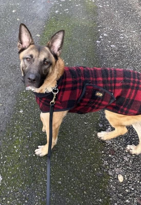 Enlarge Kylo, a Adoptable mixed breed in Seattle, WA image 6/6