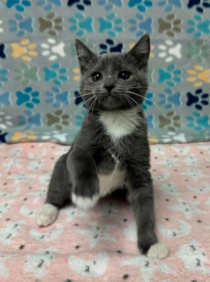 Harvey Milk, Adoptable, Kitten Male Domestic Short Hair & Domestic Short Hair.
