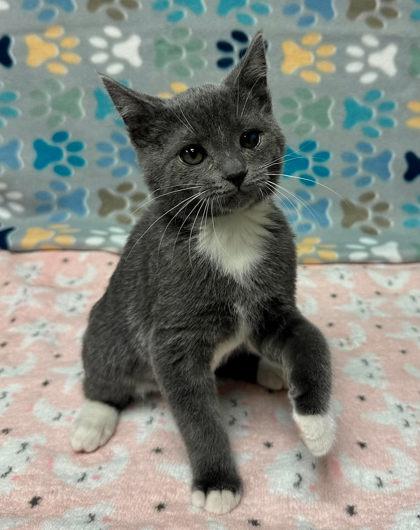 Enlarge Harvey Milk, a Adoptable mixed breed in Visalia, CA image 2/3