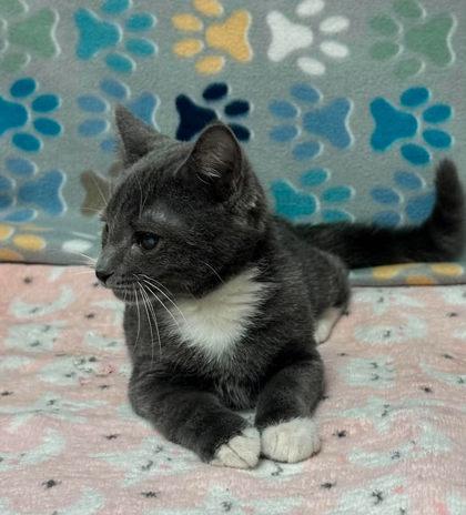 Enlarge Harvey Milk, a Adoptable mixed breed in Visalia, CA image 3/3
