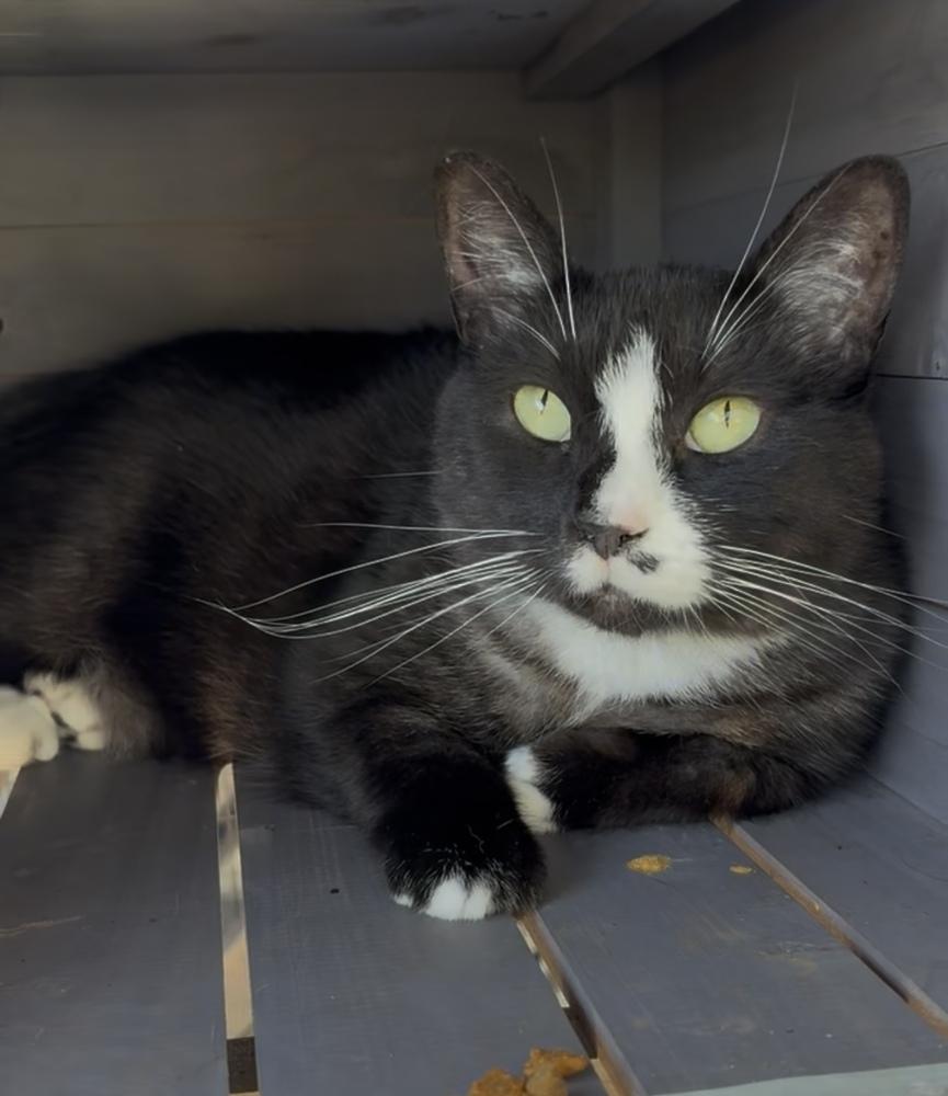 Layla, Adoptable, Adult Female Domestic Short Hair.