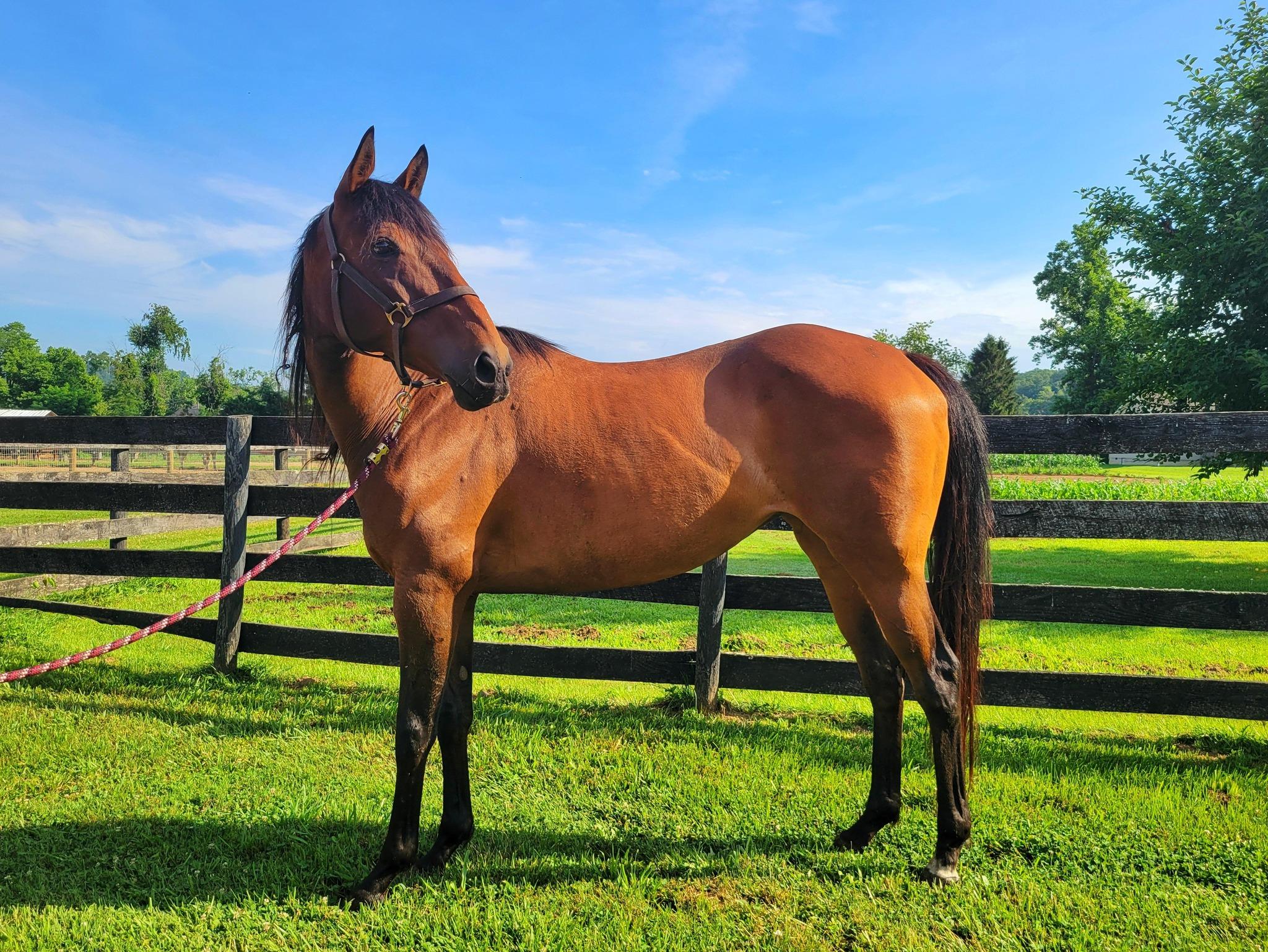 Enlarge Midori ATFO 2026 Diamond Candidate, a Adoptable Thoroughbred in Huntington, WV image 1/1