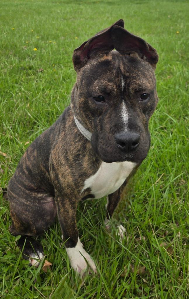 COCO PUFF, Adoptable, Young Female Terrier & Pit Bull Terrier.